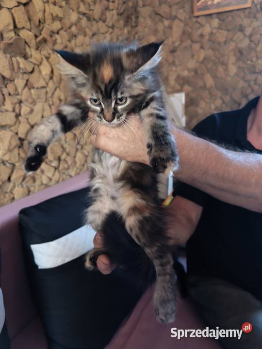 Śliczne kotki rasy Maine coon z rodowodem świętokrzyskie Prawęcin sprzedam