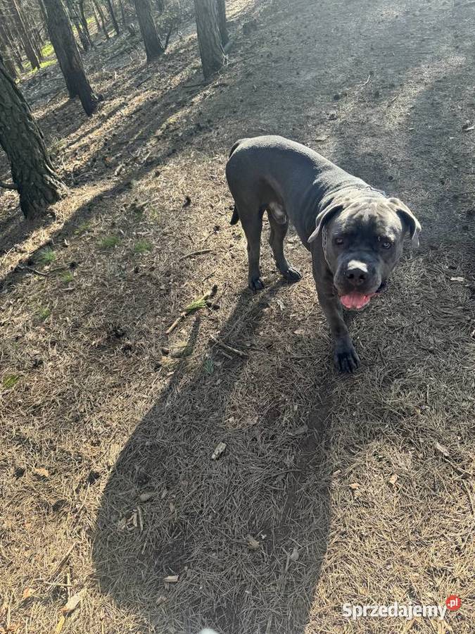 Cane corso piesek nie całe 2 latka Łódź
