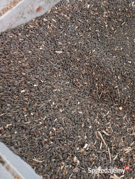 słonecznik ziarno ptaków gołębi czarny lubelskie Bończa