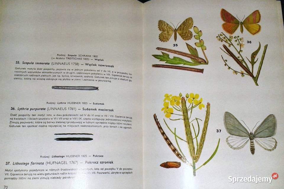 Motyle Polski Jerzy Heintze Chełm sprzedam