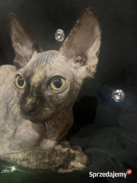 Sfinks Kanadyjski Diablica do odbioru