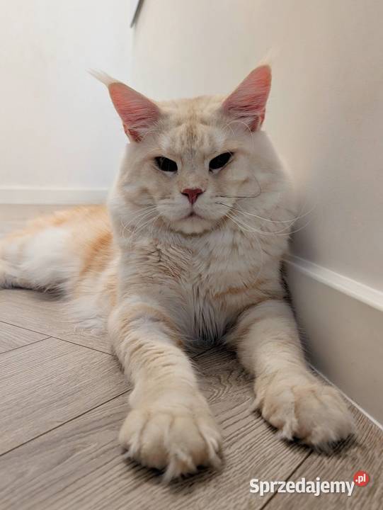Maine Coon kocur do hodowli Championach Radom sprzedam