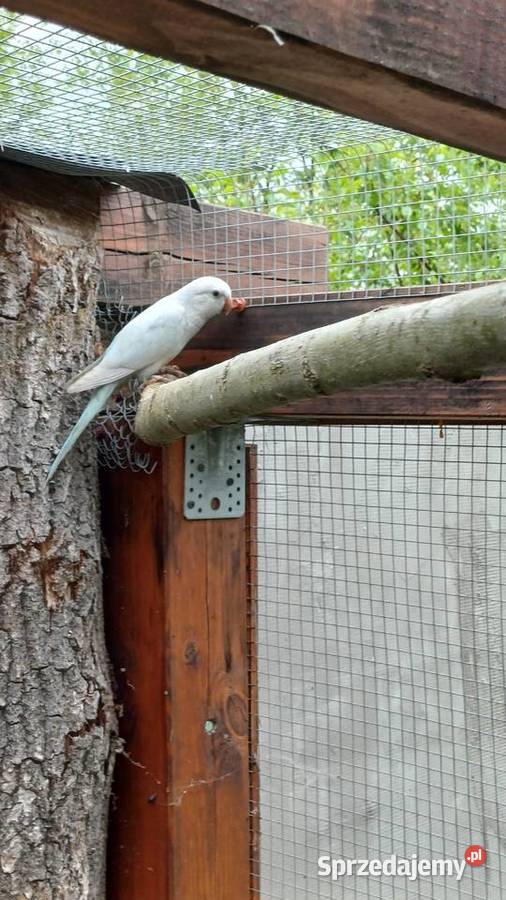 Mnichy nizinne nierozlaczki podkarpackie Stalowa Wola