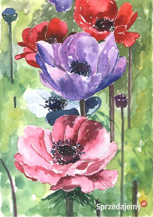 OBRAZ akwarela KWIATY Gryfów Śląski