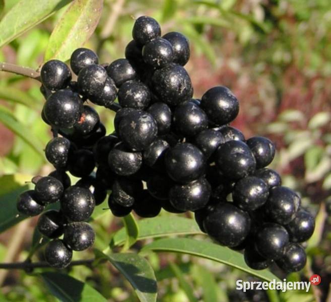 Ligustr pospolity Ligustrum vulgare NASIONA 4000 Lubanie sprzedam