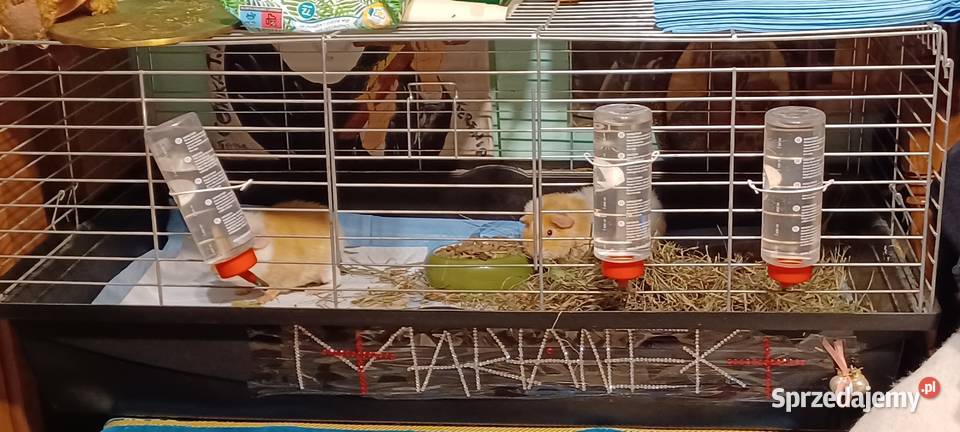 TEDDY DWIE ŚWINKI MORSKIE SAMCZYKI 55MIESIECZNE Gryzonie Luboń sprzedam