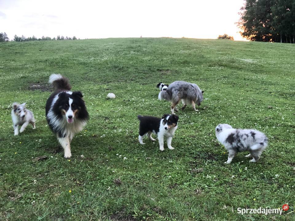 Alladin bajeczny sheltie tricolor pracujących Pupki