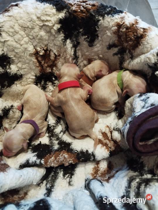Maltipoo rezerwacjs Zawiercie