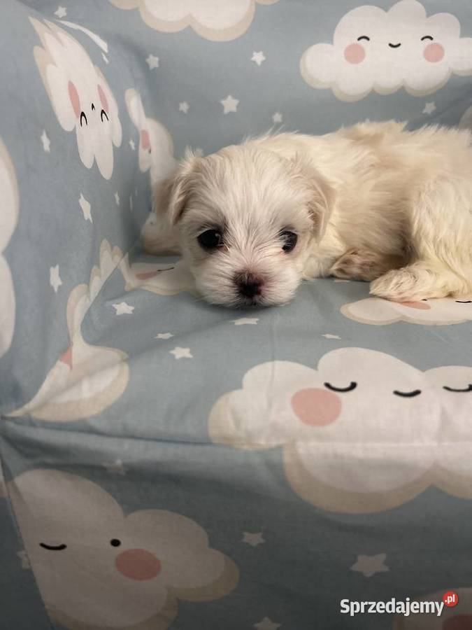 Maltańczyk FCI Rezerwacja podkarpackie Ropczyce