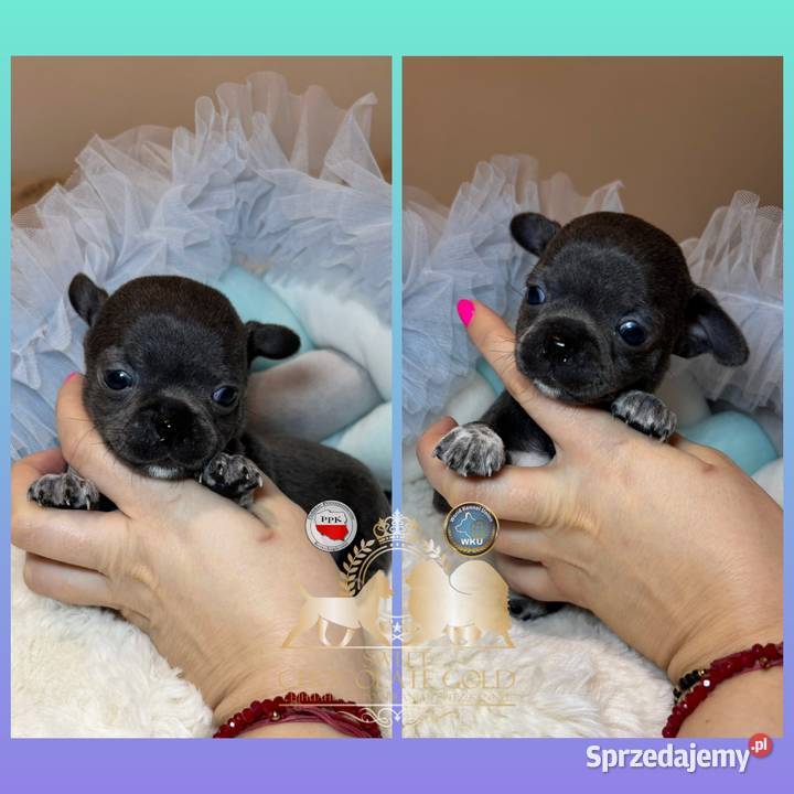 Chihuahua piesek krótkowłosy niebieski Blue Bełchatów