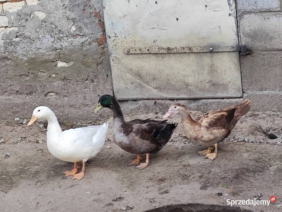 Kaczory Pekin i kaczor francuski Cichmiana