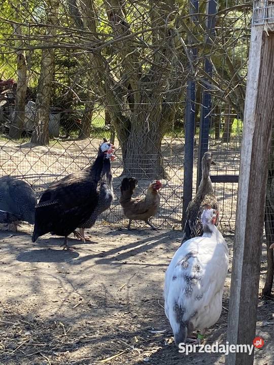 Jaja lęgowe perliczek pantarek Krasnystaw sprzedam