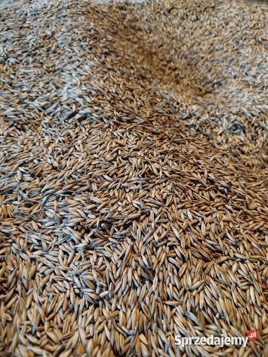 Owies Rambo pierwszy centrali Rzeszów