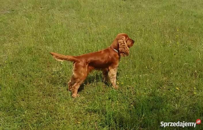 Reproduktor Cocker Spaniel Mińsk Mazowiecki