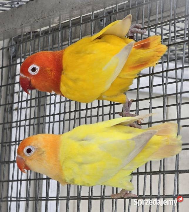 Nierozłączka Fischer młode łatwo się oswajają i