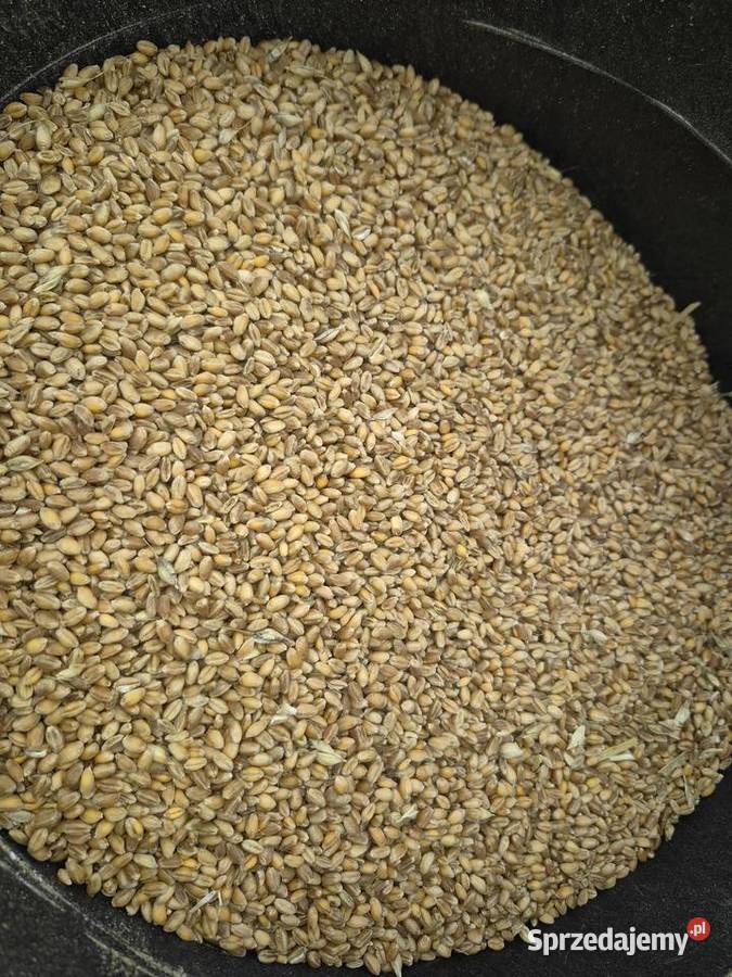 Pszenica Zboża Bodzentyn