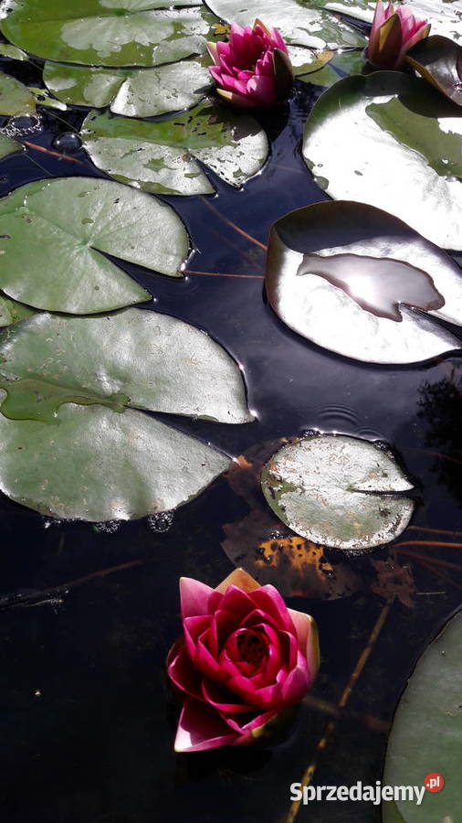 Lilia wodna Nenufar Pozostałe Sarzyna