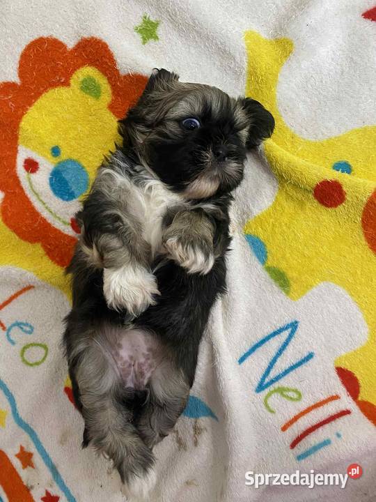 Szczeniaki shihtzu gotowe do odbioru Shih Tzu małopolskie