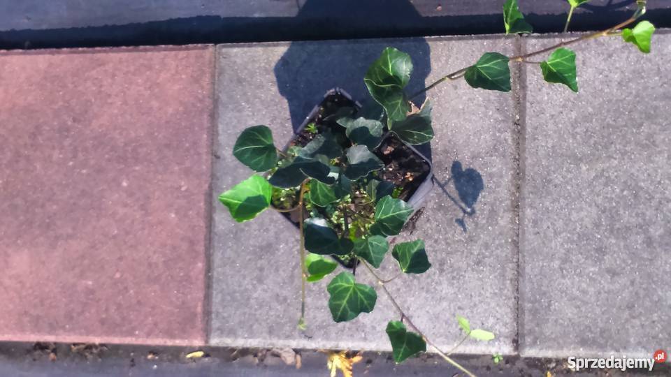 Piękny Bluszcz pospolity Krakowa Garlica Duchowna sprzedam