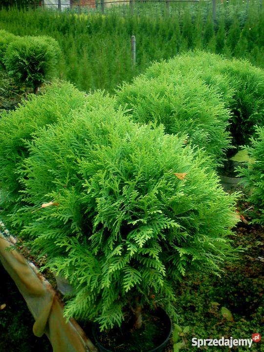 Tuje kuliste Globosa Danica Hoseri Miriam Golden sprzedam