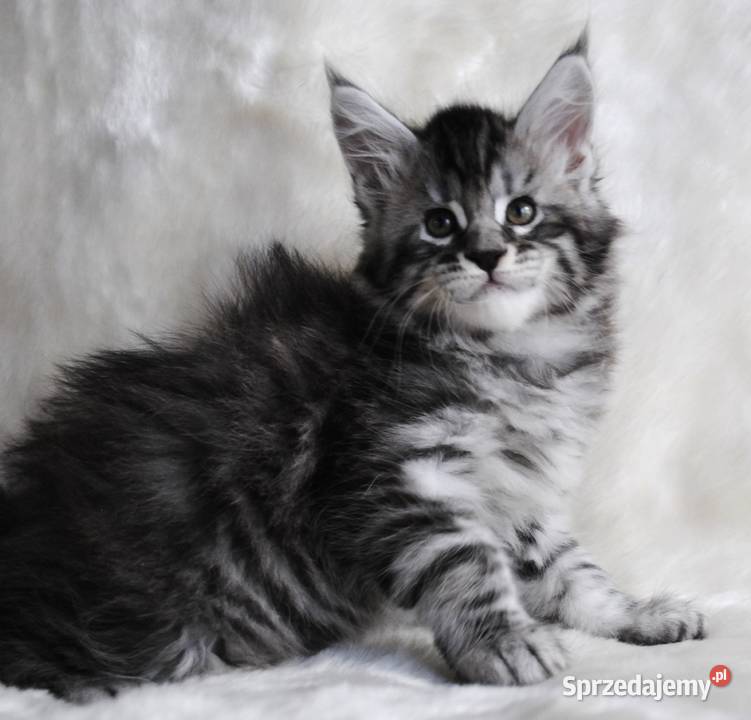 Piękny i duży kocurek maine coon do hodowli