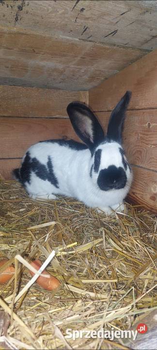 Sprzedam samice srokacz niemiecki Gryzonie pomorskie Skarszewy