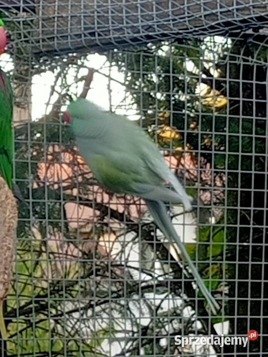 Aleksandretty obrożne para dorosla pomorskie Brusy