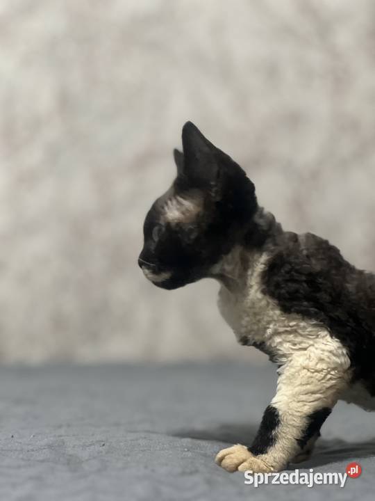Kocur łaciaty Devon Rex śląskie Zabrze