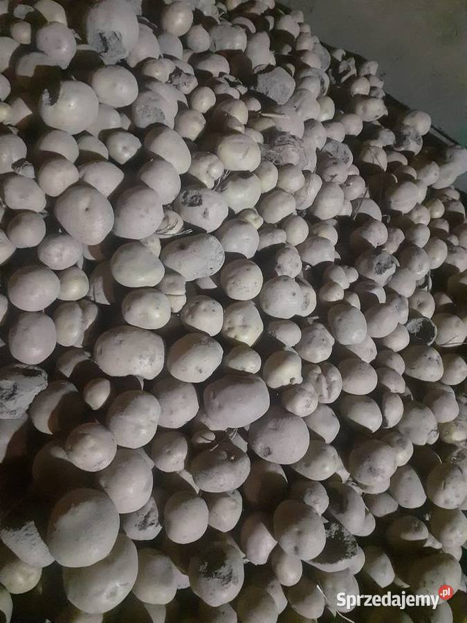 Ziemniaki odpadowe Paszowe Kawka