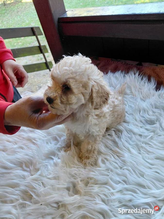 Pudel toy piesek morelowy Wyszków