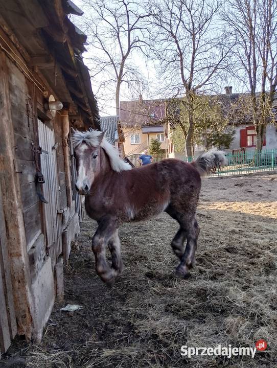 Źrebak Długosiodło