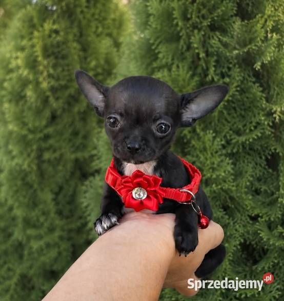 Chihuahua mini prześliczna czarna suczka Chihuahua Częstochowa sprzedam