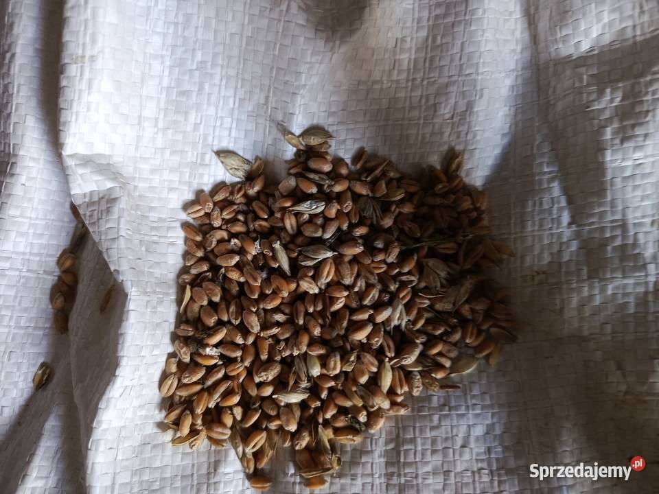 Sprzedam pszenicę ozimą i owies jary Dratów