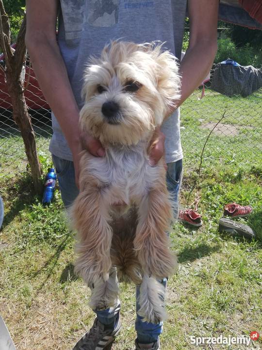 York szczeniaki suczki Radomsko