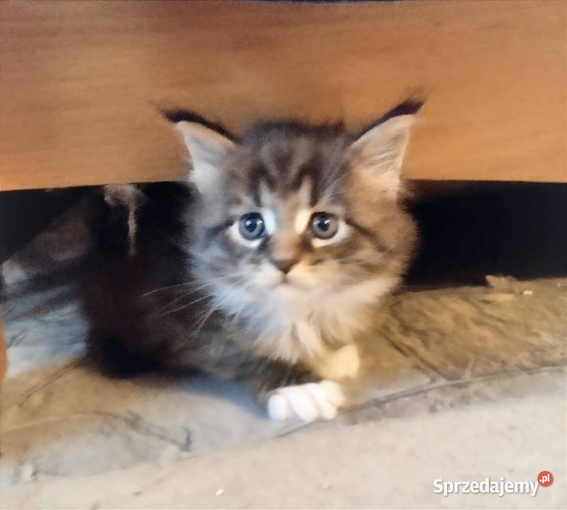Piorun to śliczny kotek rasy Maine Coon lubuskie Zielona Góra