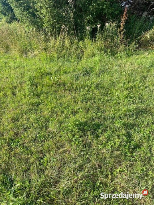 Grunt 3000m2 Rusinowo sprzedam