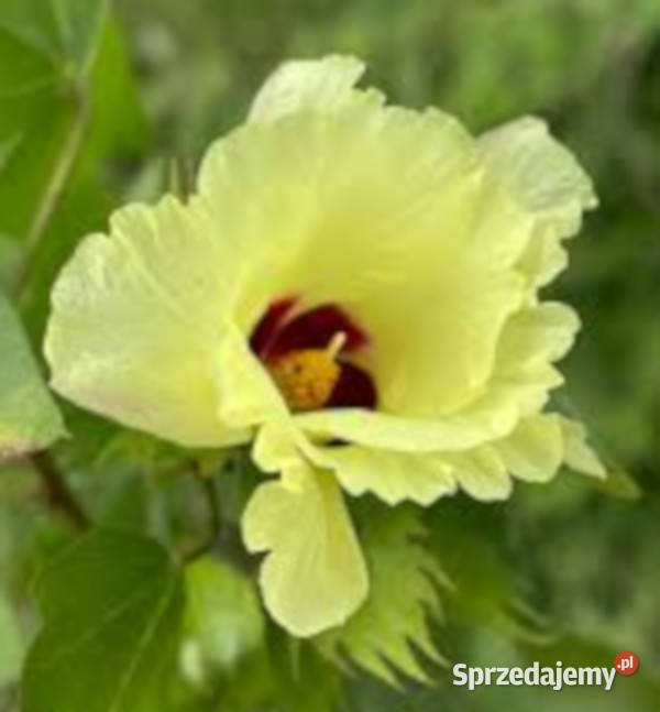 BAWEŁNA INDYJSKA Gossypium herbaceum NASIONA Lubanie