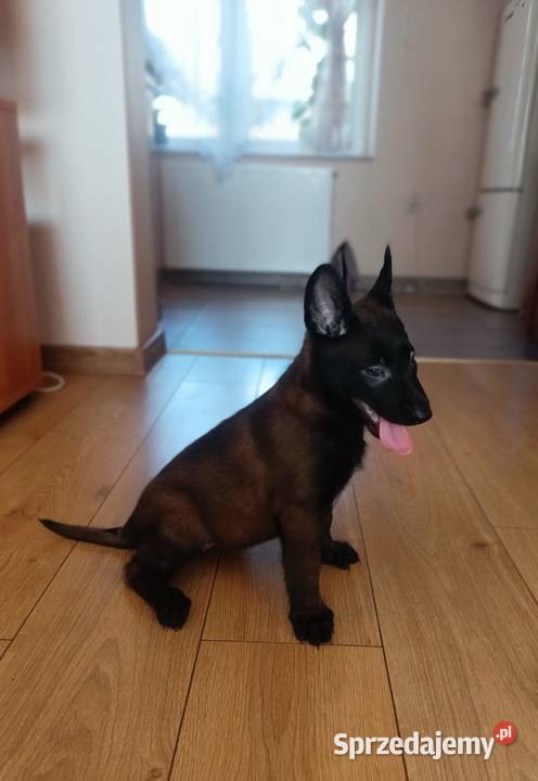 Owczarek belgijski malinois Jędrzejów sprzedam