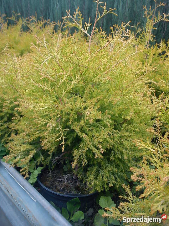 Tuja Reingold w pięknym złotawożółtym kolorze małopolskie