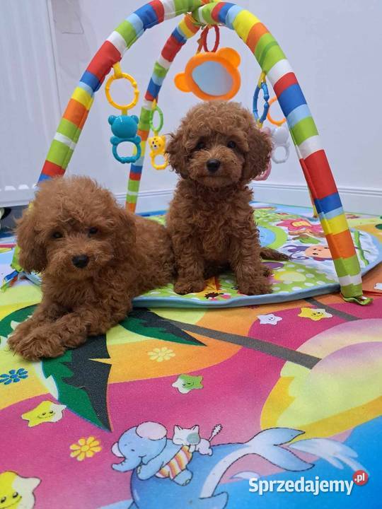 szczenięta pudel toy red płowy z rodowodem FCI sprzedam