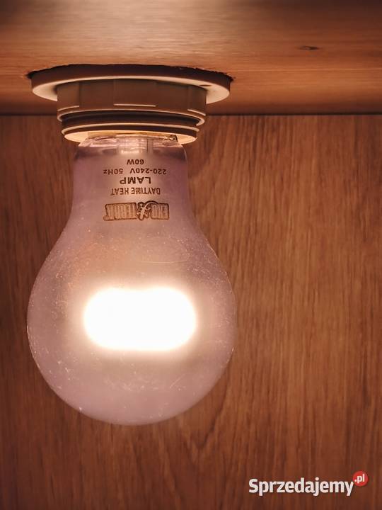 Pyton królewski Wałbrzych