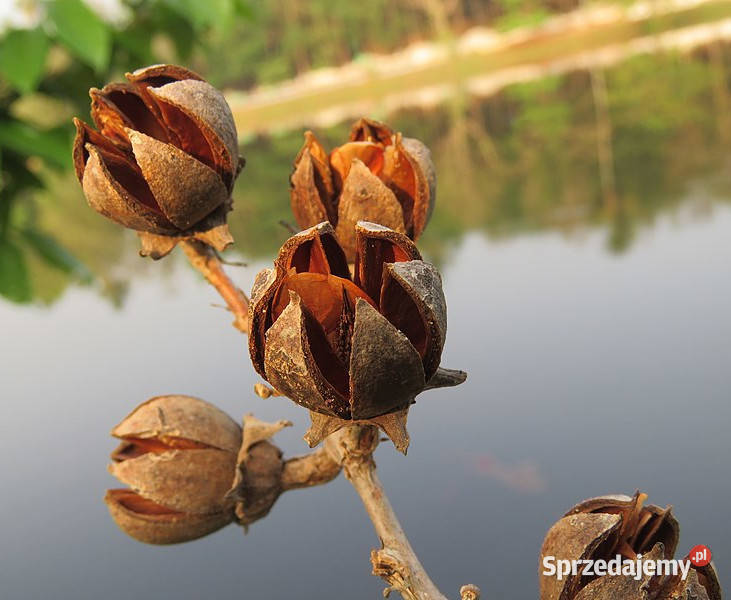 LAGERSTROEMIA WSPANIAŁA Lagerstroemia speciosa kujawsko-pomorskie Lubanie