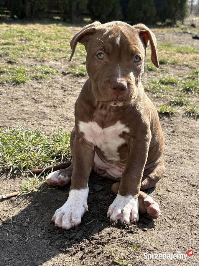 American bully xl abkc suczka szczeniak Czerlejno