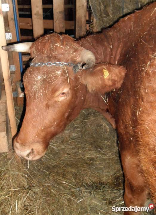 Sprzedam krowę czerwoną zacieloną 3letnią kozy Bielsko-Biała