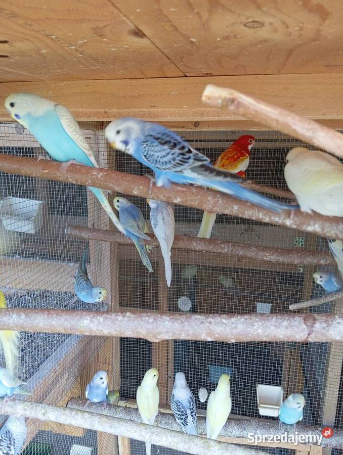 Papugi faliste papużki faliste piękne kolory Jasło sprzedam