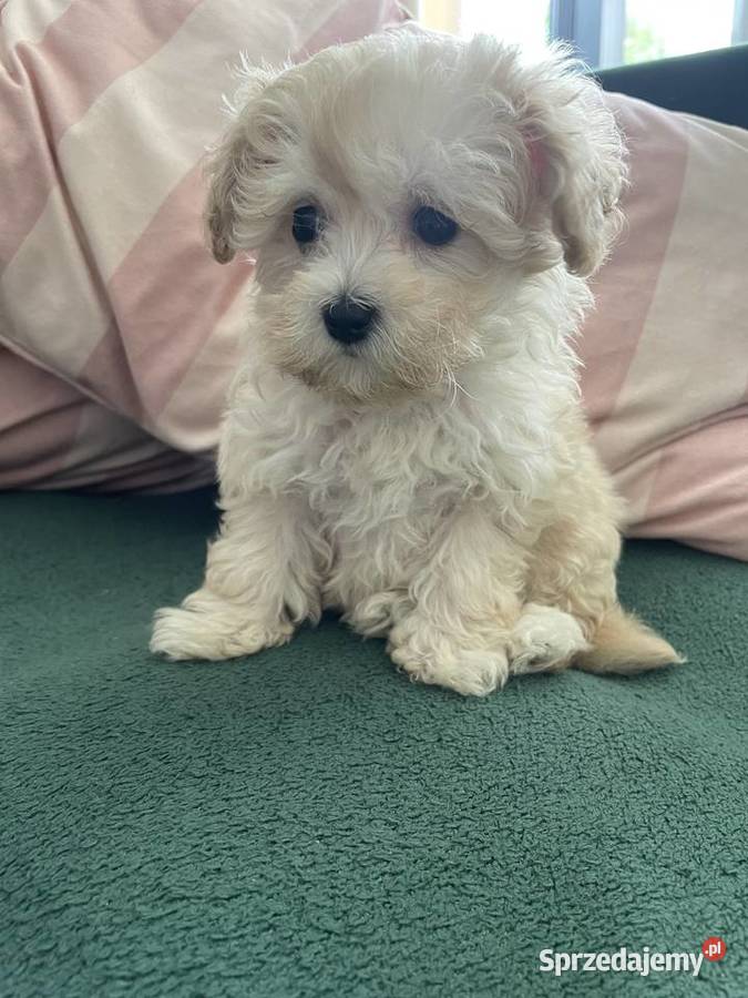 Maltipoo piesek i suczka Częstochowa