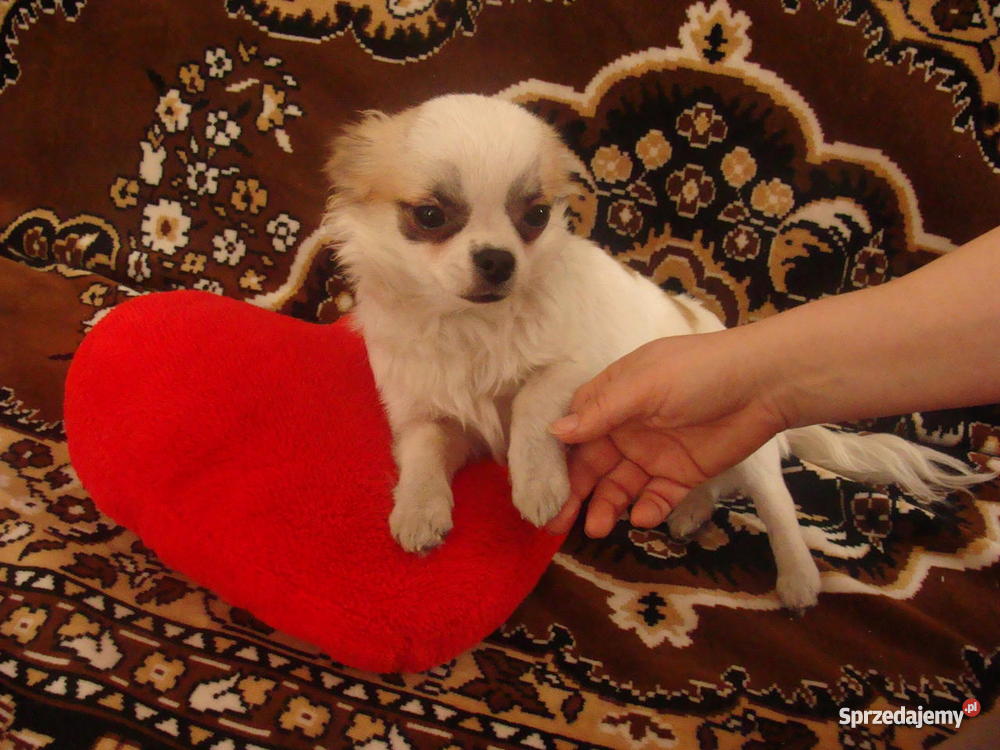 pieska rasy chihuahua świętokrzyskie