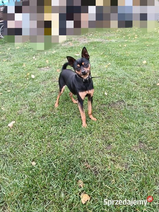 Pinczerki Burzenin sprzedam