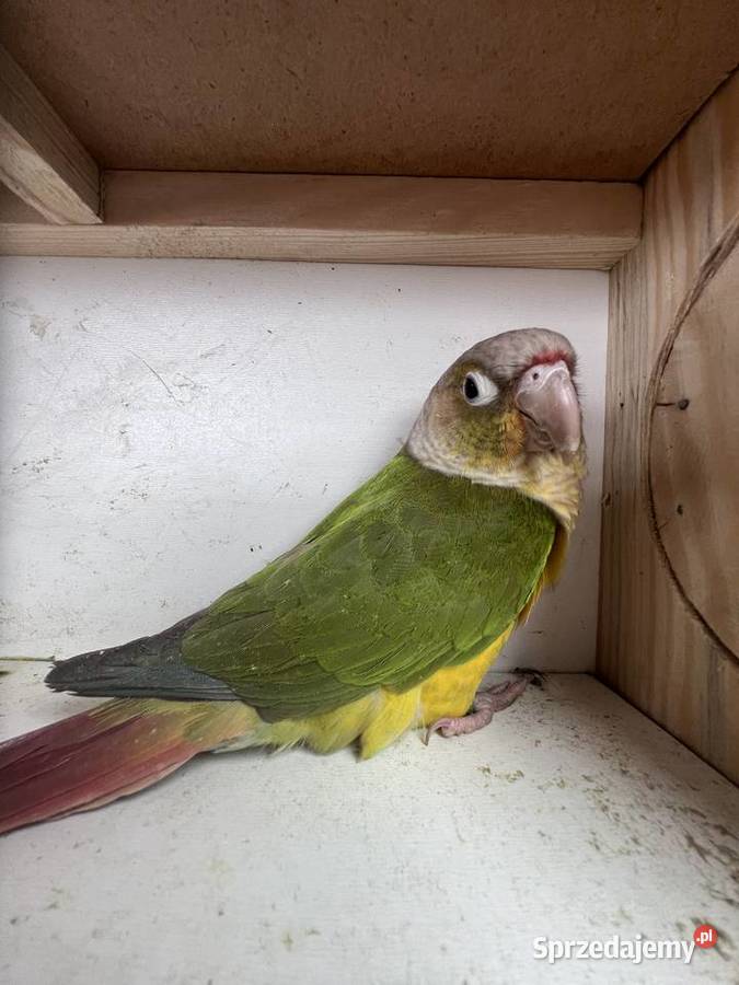 Sprzedam rudosterke małopolskie Siepraw