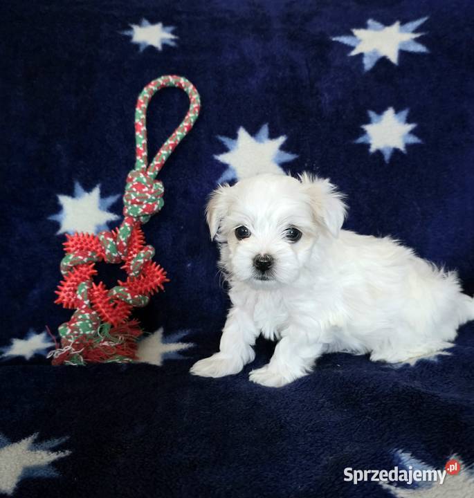 Morkie York Maltańczyk Suczki i Pieski Siewierz